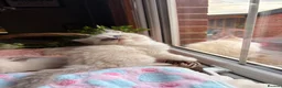Ragdoll cats for sale: ✨🏆Pedigree, health clear . Ragdoll Kittens ✨🏆 - Advert 21