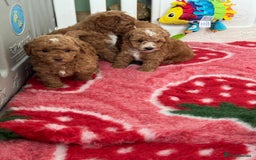 Cockapoo dogs for sale: Health tested Toy cockapoos. One girl left - Image 15