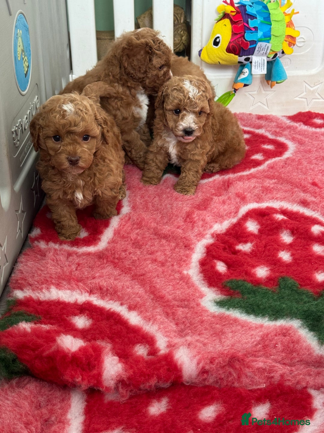 Cockapoo dogs for sale: Health tested Toy cockapoos. One girl left - Image 15