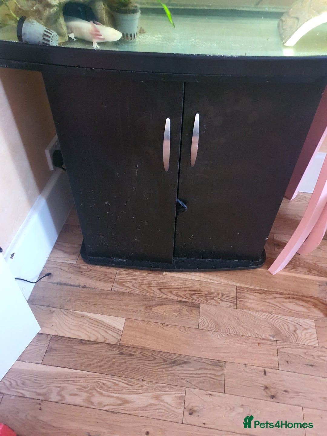 Axolotl reptiles for sale: Axolotl and tank - Advert 2