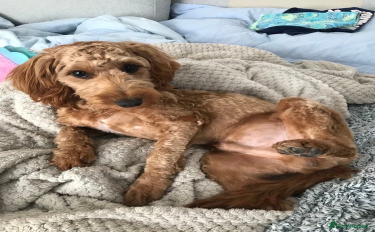 Cockapoo dogs - Advert 13