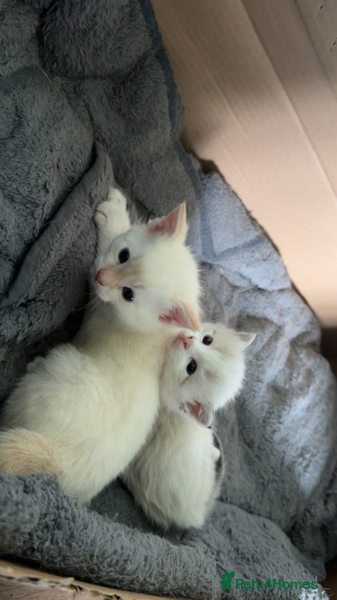 Mixed Breed cats for sale: Male Kitten for sale!  - Image 14