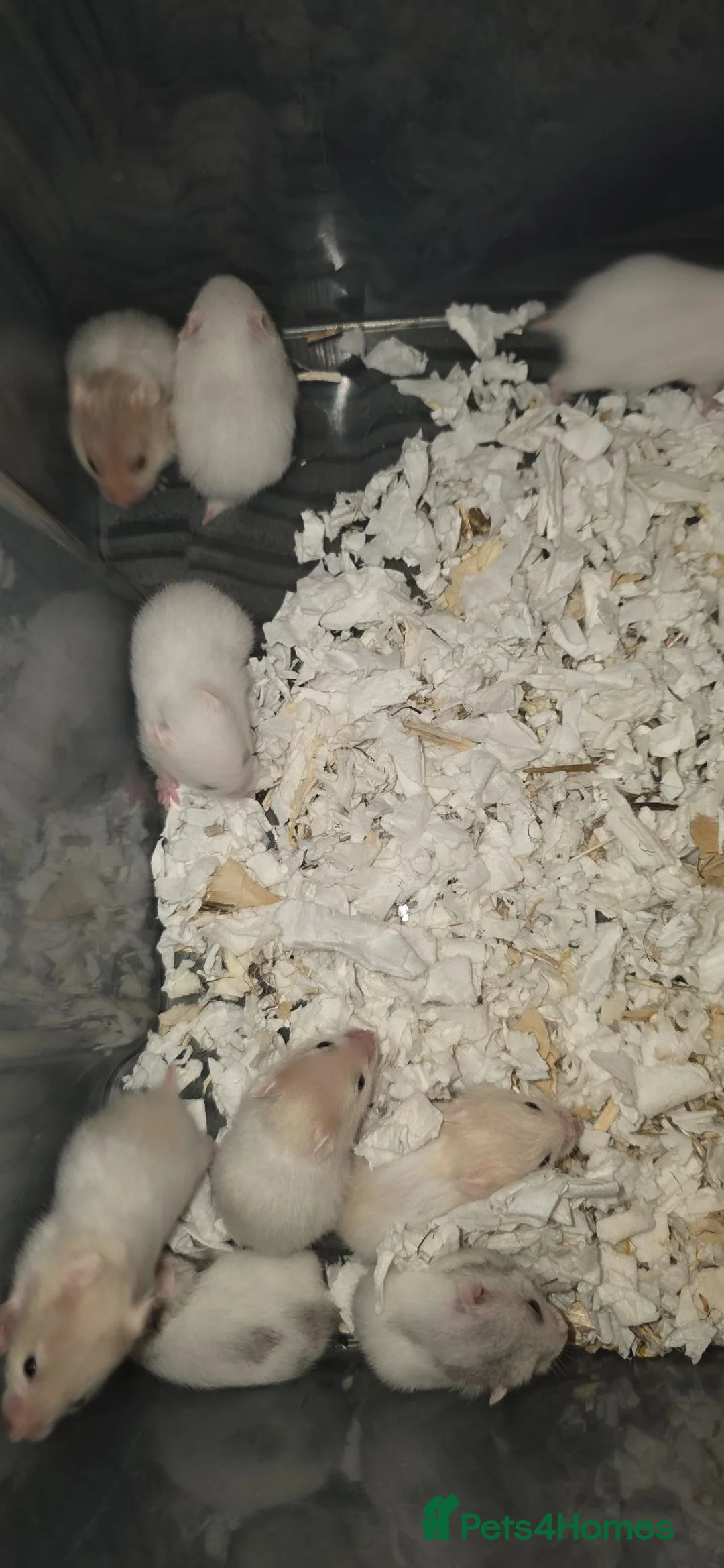 Hamster rodents for sale: 10 baby Hamsters  - Advert 2