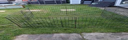 Mini Lop rabbits for sale: Mini lop rabbits  in Yeovil - Advert 7