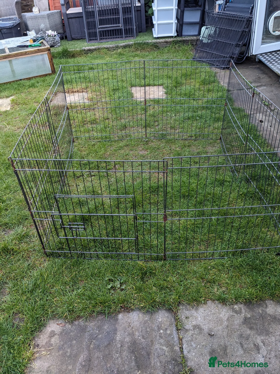 Mini Lop rabbits for sale: Mini lop rabbits  in Yeovil - Advert 7