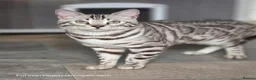 Bengal cats for sale: Gorgeous Silver Sepia Rosetted Active Boy - Advert 4