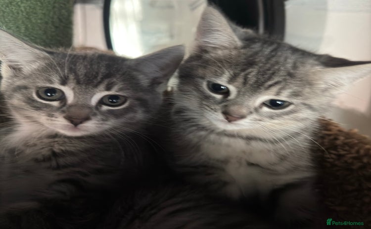 Mixed Breed cats for sale - Advert 1