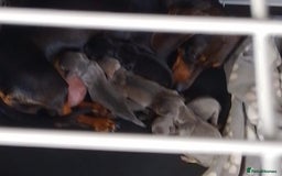 Dachshund dogs for sale: 4 beautiful female dachshund  - Image 5
