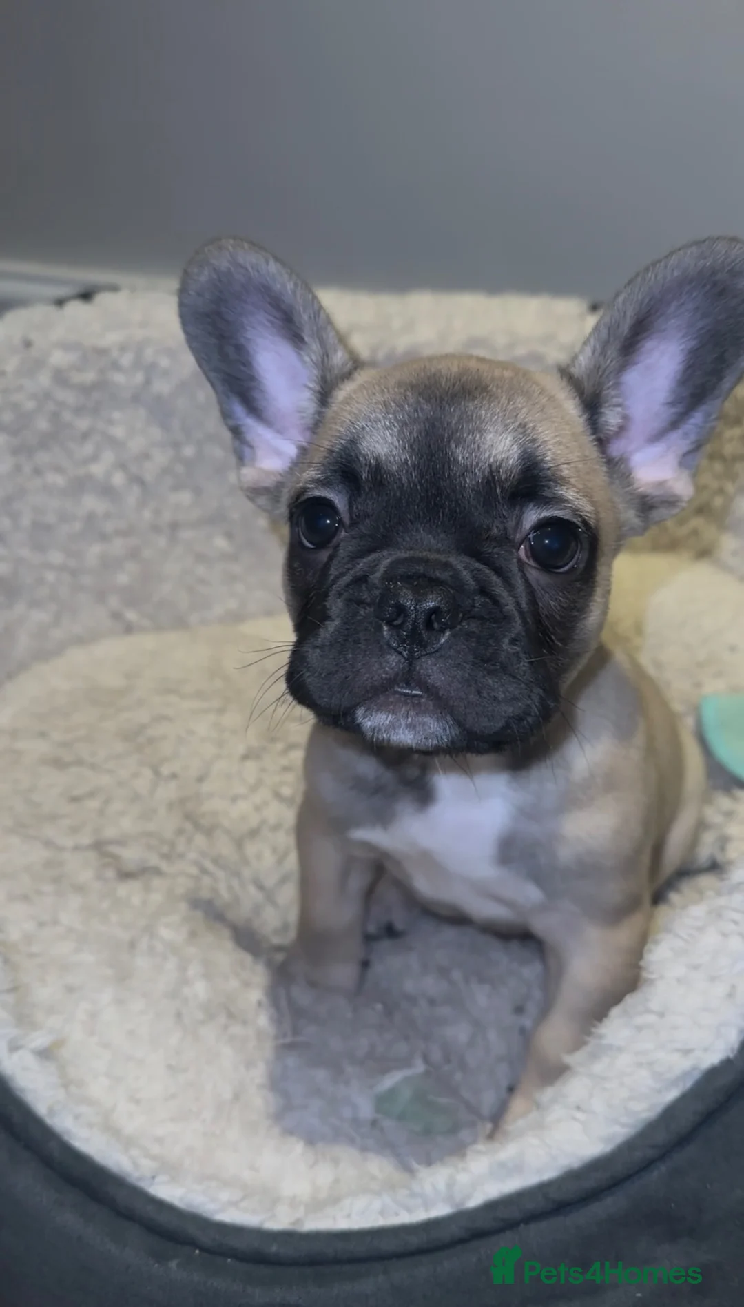 French Bulldog dogs for sale: French bulldogs  - Advert 2