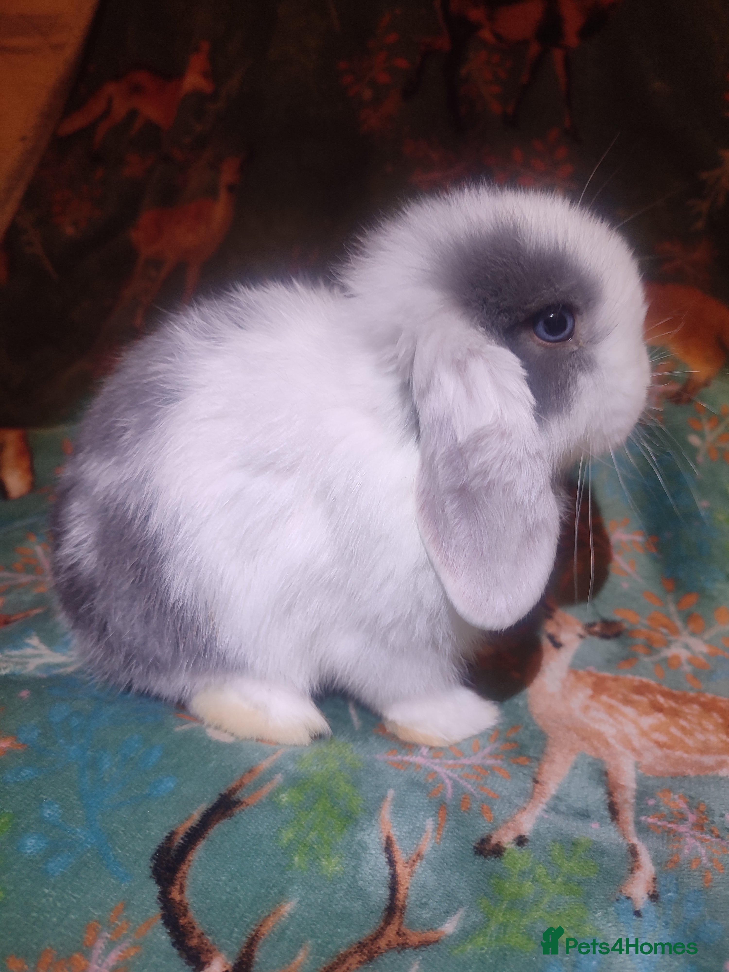 Mini Lop rabbits Baby mini lops - Advert 11