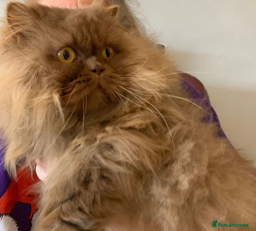 British Longhair cats British long hair adults  - Advert 6