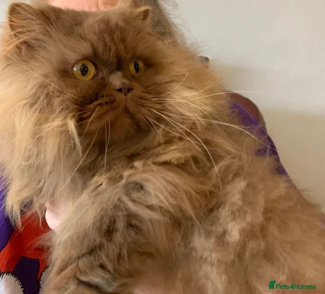 British Longhair cats for sale: British long hair adults  - Advert 1