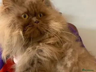 British Longhair cats British long hair adults - Advert 6