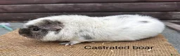 Guinea Pig rodents for sale: Guinea pigs - Advert 16