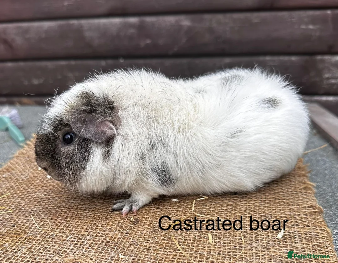Guinea Pig rodents for sale: Guinea pigs - Advert 16