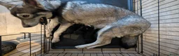Mixed Breed dogs for sale: Bernese X Husky Pups - Advert 3