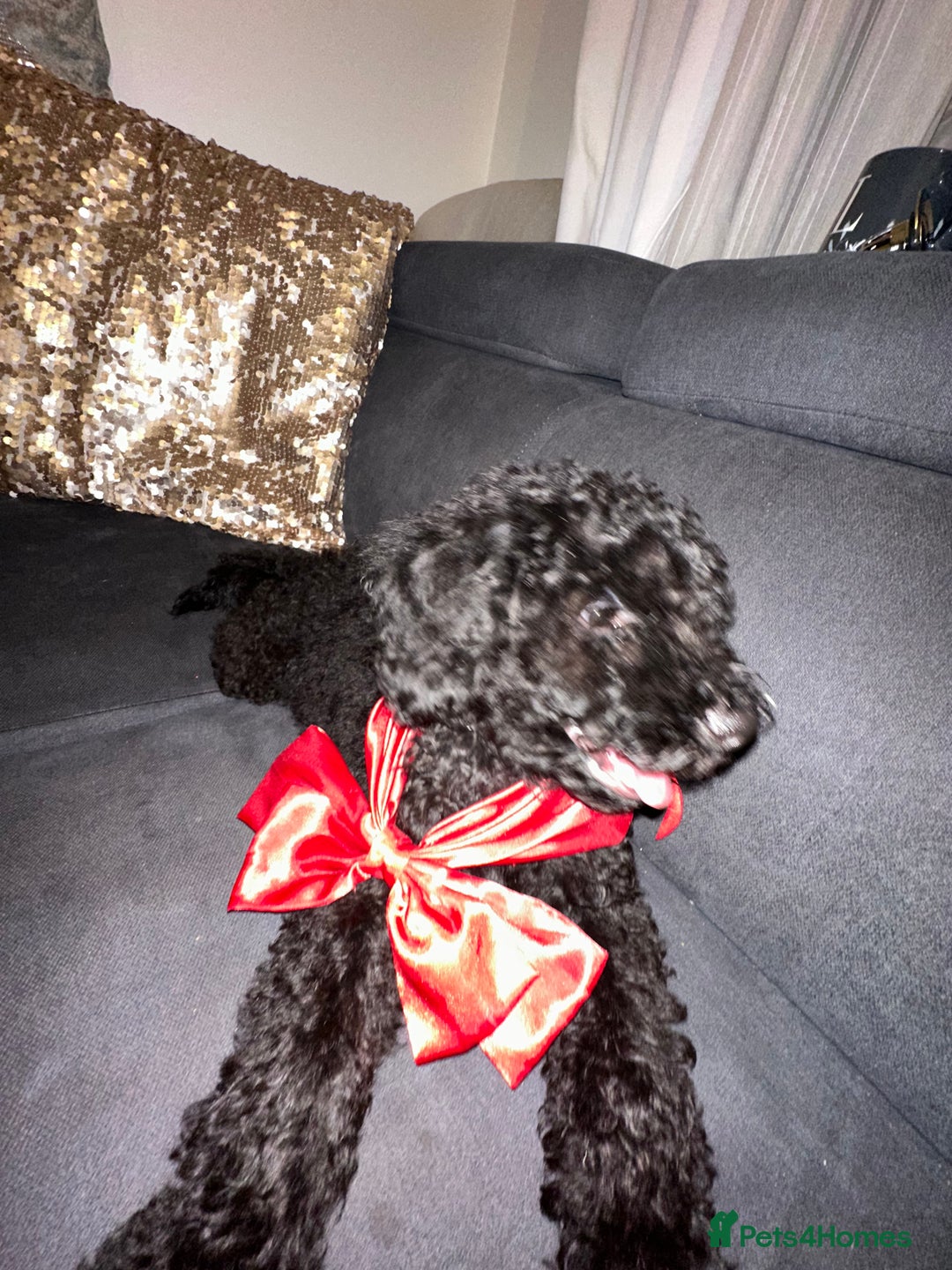 Cockapoo dogs for sale: Cockapoo Puppy – 9 Weeks  - Image 1