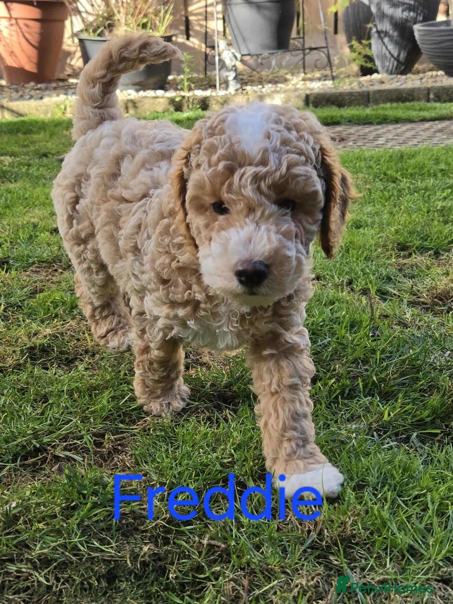 Toy Poodle dogs KC registered Toy Poodle puppies - Advert 1