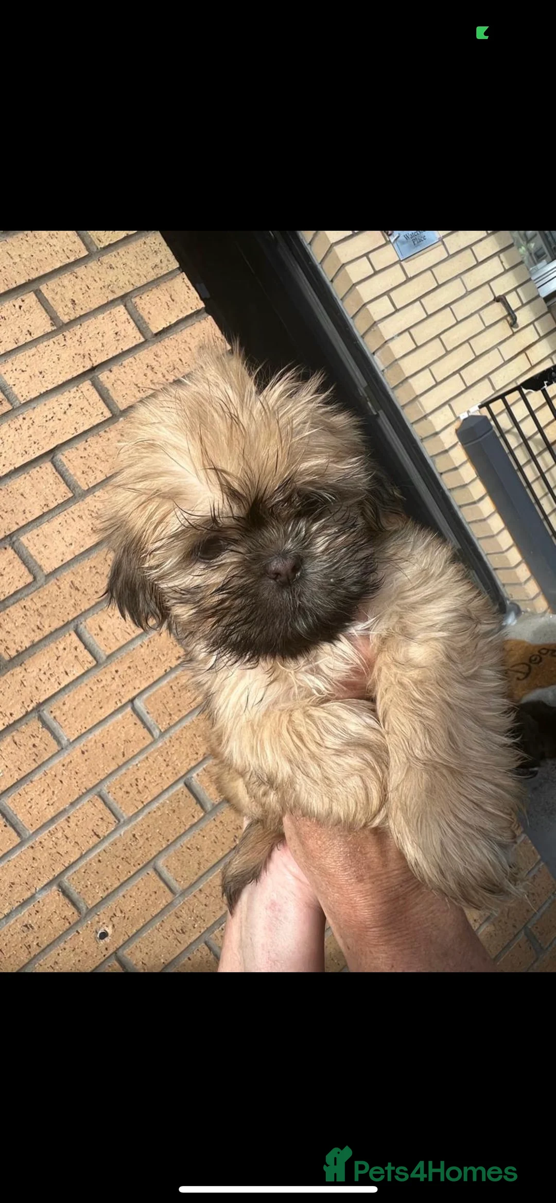 Shih Tzu dogs for stud: Shih tzu stud  in Glasgow - Advert 8