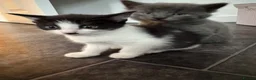 Mixed Breed cats for sale: Beautiful Friendly Mixed Breed Kittens  - Advert 16
