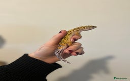 Leopard Gecko reptiles for sale: Leopard Gecko  - Image 2