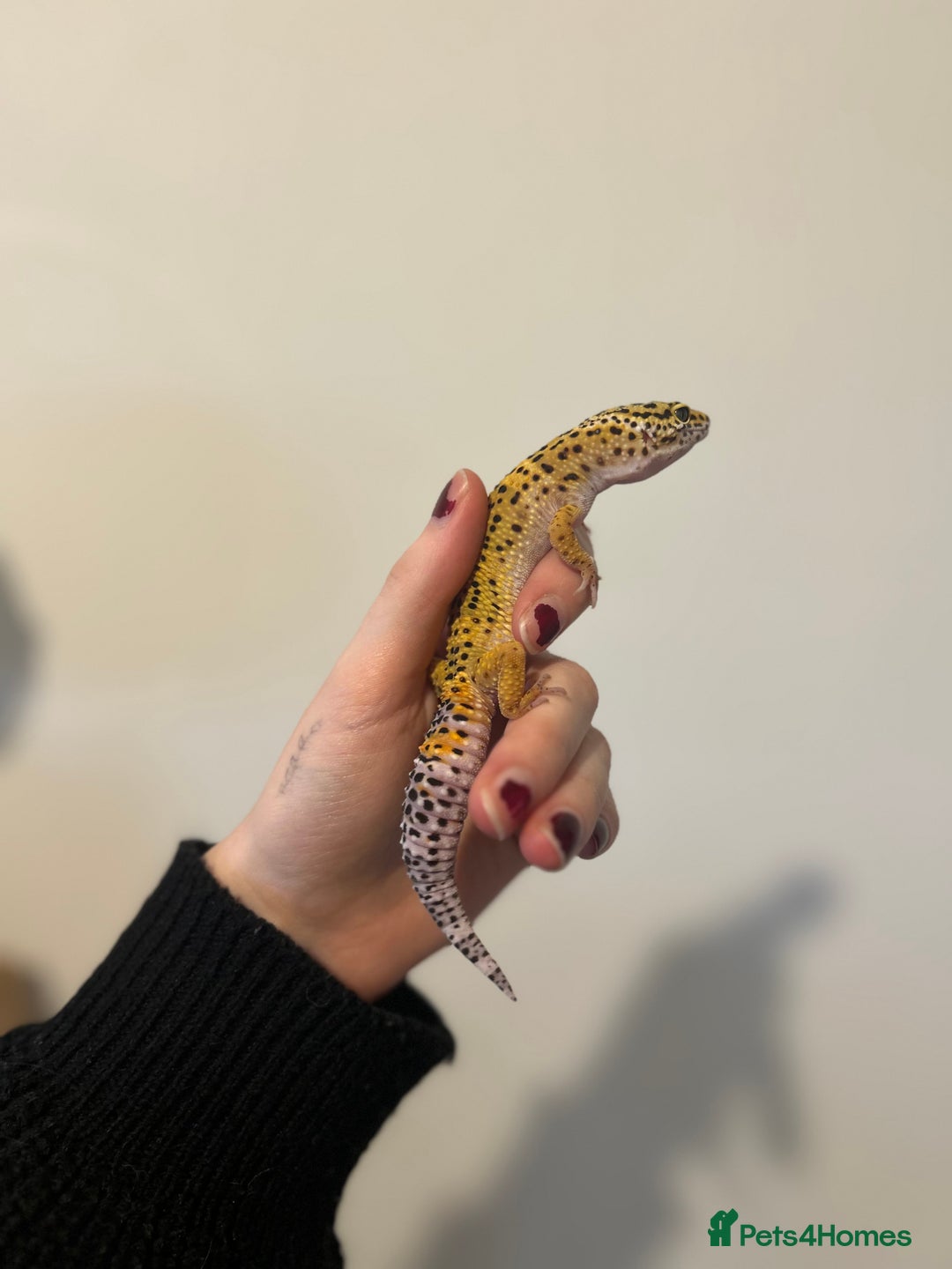 Leopard Gecko reptiles for sale: Leopard Gecko  - Image 2