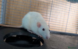 Rat rodents for sale: 3 female rats - Image 2