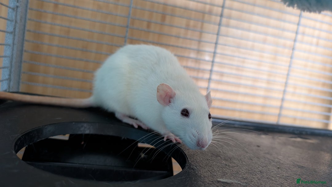 Rat rodents for sale: 3 female rats - Image 2