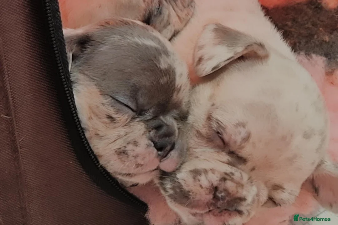 French Bulldog dogs for sale: Stunning litter of frenchies  - Advert 10