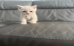 British Shorthair cats for sale: Stunning British shorthair kittens  - Image 21