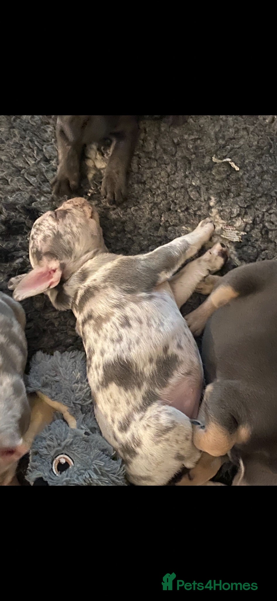 French Bulldog dogs Stunning healthy French bulldog pups - Advert 1
