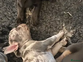 French Bulldog dogs Stunning healthy French bulldog pups - Advert 2