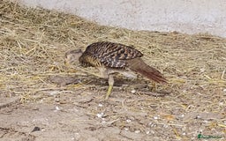 Pheasants poultry for sale: 4 Golden Pheasants and One Silver - Image 6
