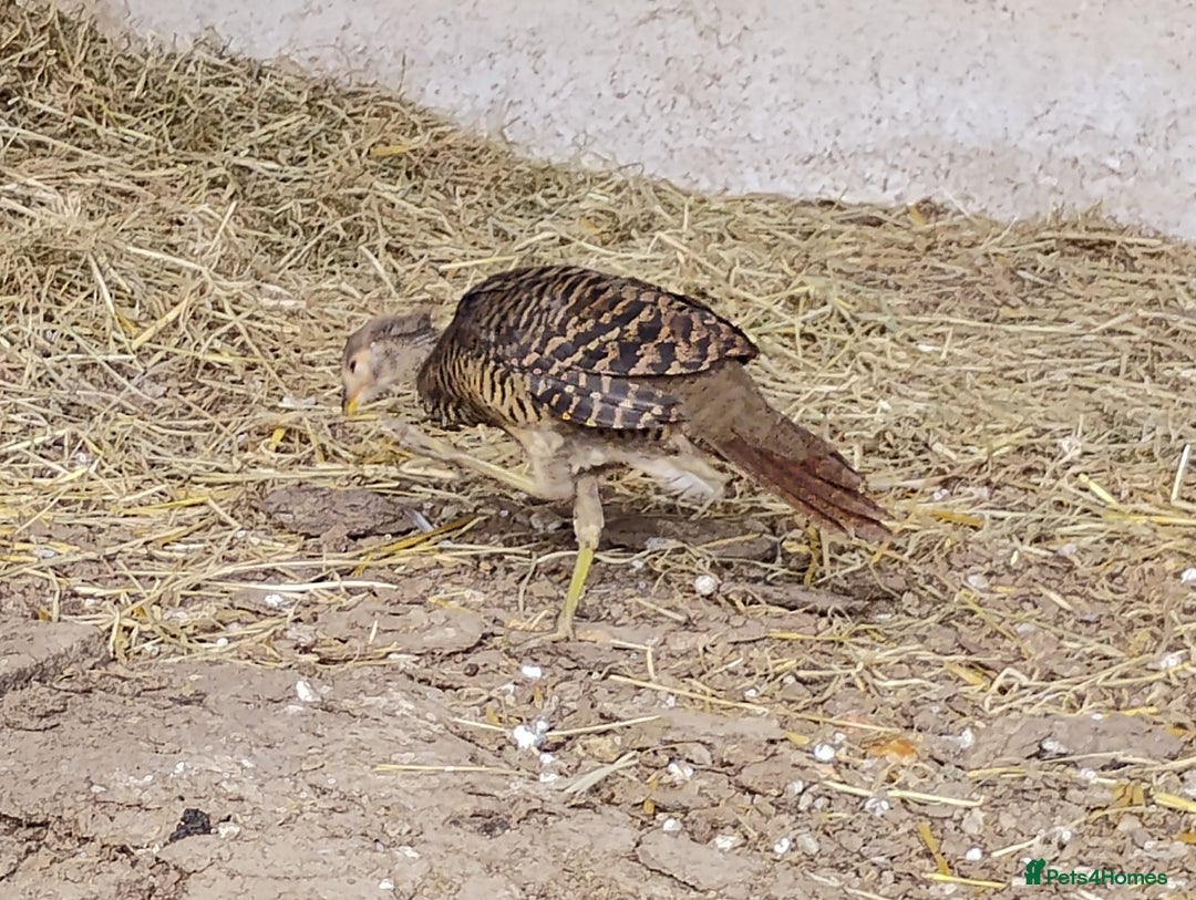 Pheasants poultry for sale: 4 Golden Pheasants and One Silver - Image 6