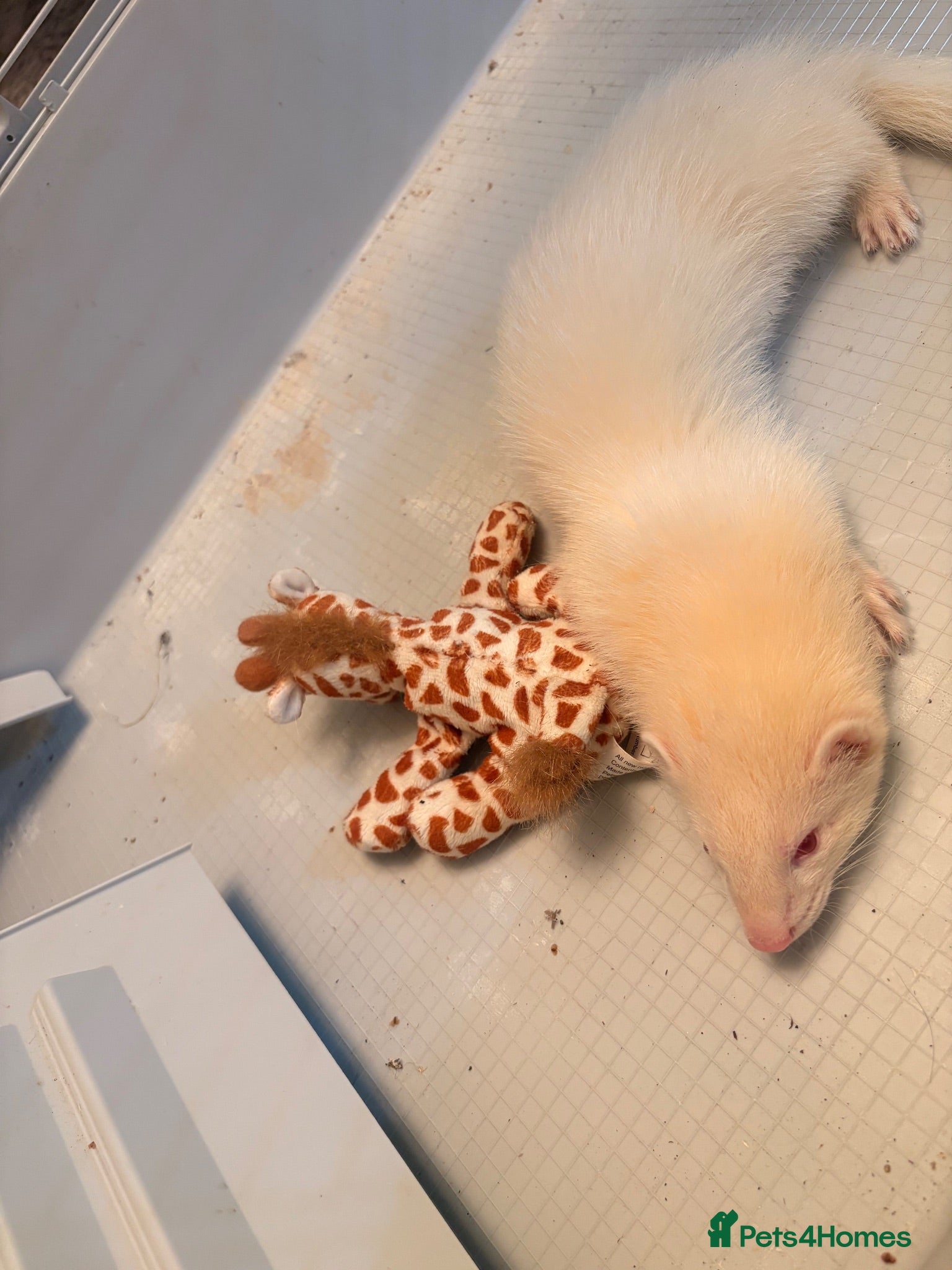 Ferret rodents Albino ferret 14 weeks with cage - Advert 1