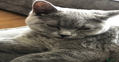 British Shorthair cats - Advert 4