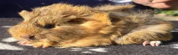 Guinea Pig rodents for sale: Beautiful female guinea pigs  in Chippenham - Advert 5