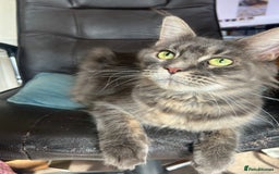 Maine Coon cats for sale: Maine Coon cross in Stoke-on-Trent - Image 11
