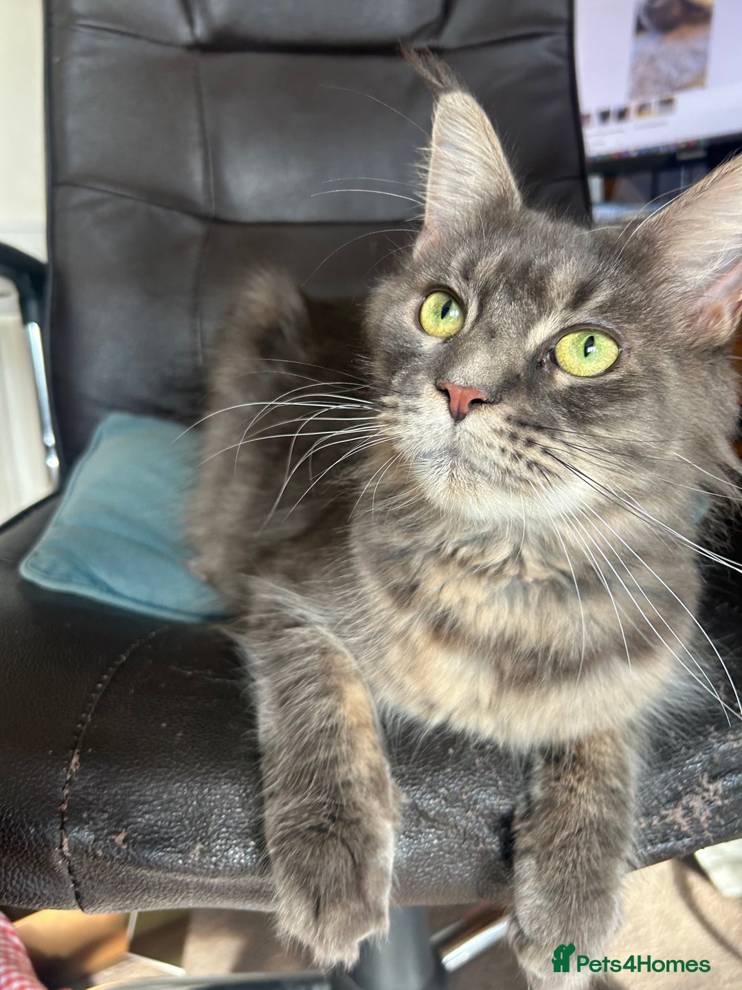 Maine Coon cats for sale: Maine Coon cross in Stoke-on-Trent - Image 11