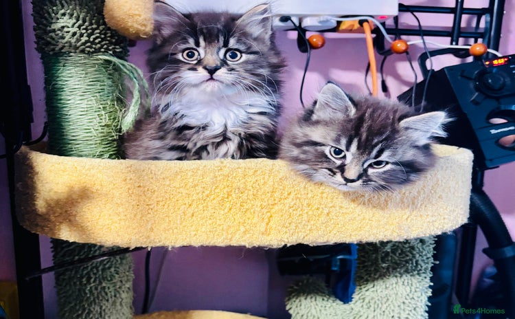 Scottish Fold cats - Advert 10