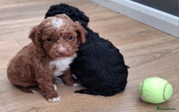 Cockapoo dogs for sale: ** BEAUTIFUL LITTER OF COCKAPOOS ** - Image 4
