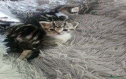 British Shorthair cats for sale: Kittens for sale - Image 1