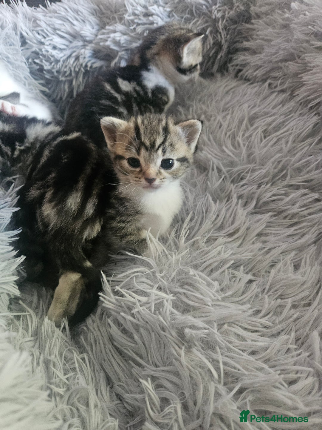 British Shorthair cats for sale: Kittens for sale - Image 1