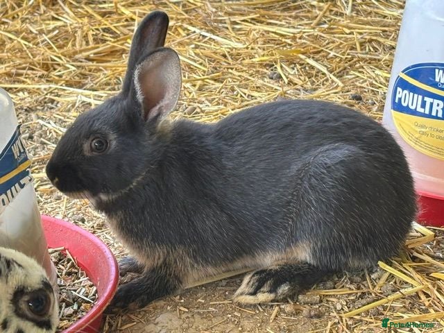 Mixed Breed rabbits Mixed breed pet rabbits - Advert 1