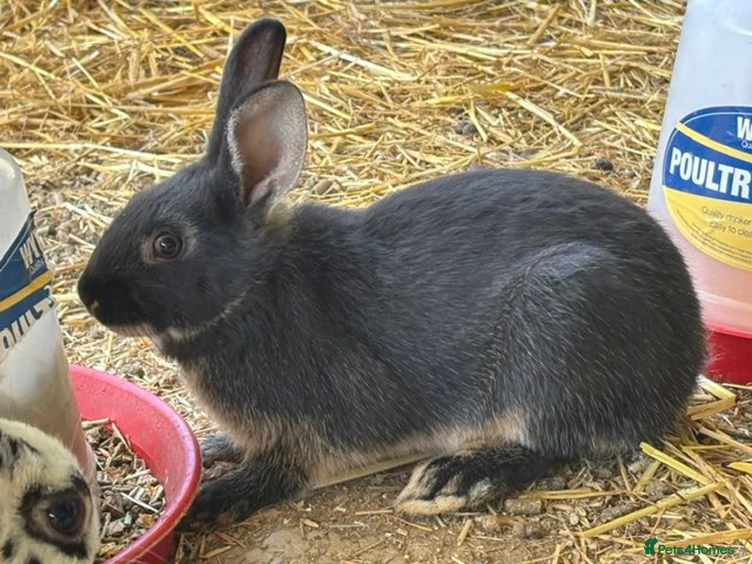 Mixed Breed rabbits for sale: Mixed breed pet rabbits in Welshpool - Advert 1