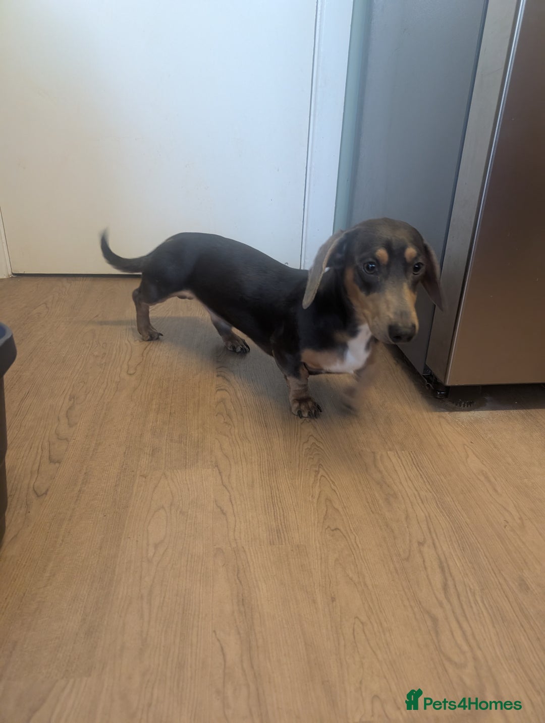 Miniature Dachshund dogs for sale: Miniature dashunds blue and tan - Advert 4