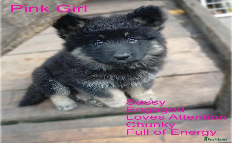 German Shepherd dogs - Advert 8