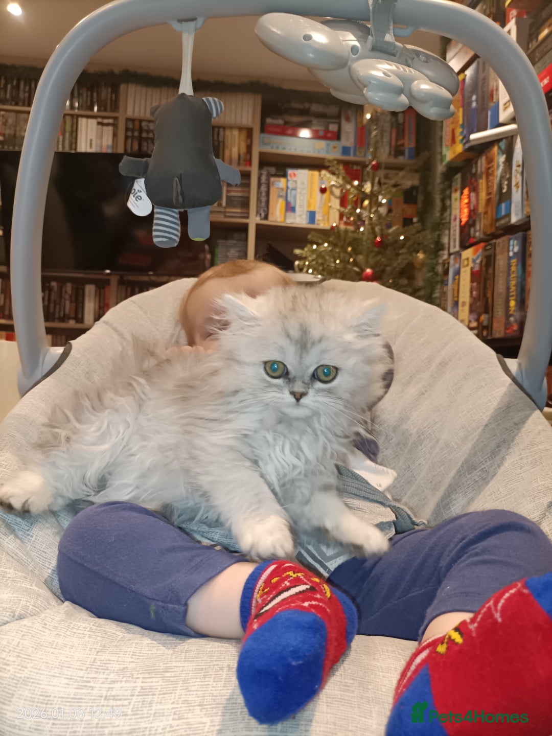 Persian cats for sale: Beautiful fluffy balls  - Advert 8