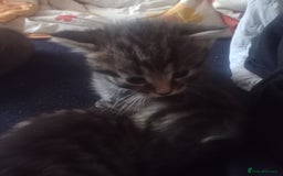 Bengal cats for sale: 1 girl and 3 boys  - Image 18