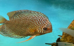 Discus fish for sale: 10 discus for sale due to house move - Advert 7
